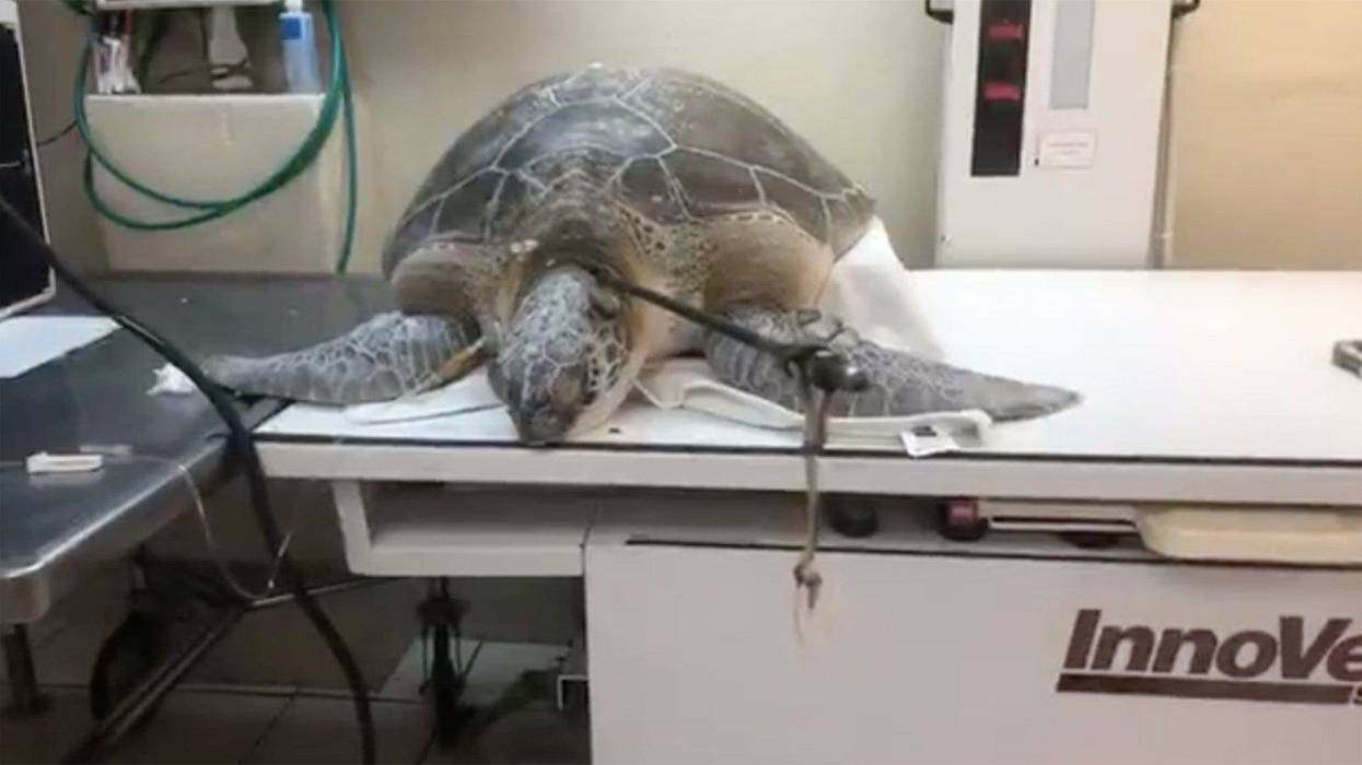 A green sea turtle was found with a 3-foot-long spear in its neck and rescued, according to nonprofit Turtle Hospital in Marathon, Florida.