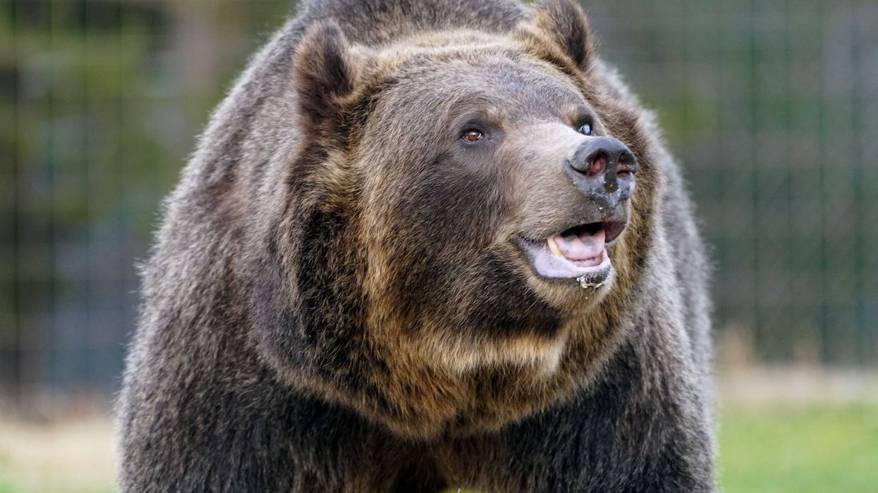 A grizzly bear living at the Grizzly & Wolf Discovery Center in West Yellowstone, Montana, explores its enclosure. Animals living in the discovery center were either rescued from the wild while young or injured, or faced euthanization because they posed a