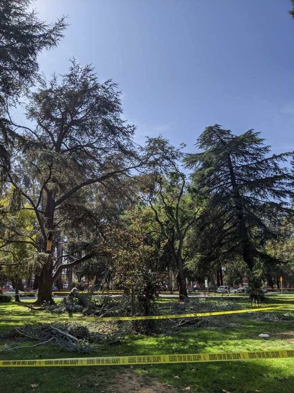 A group of trees in Burlingame