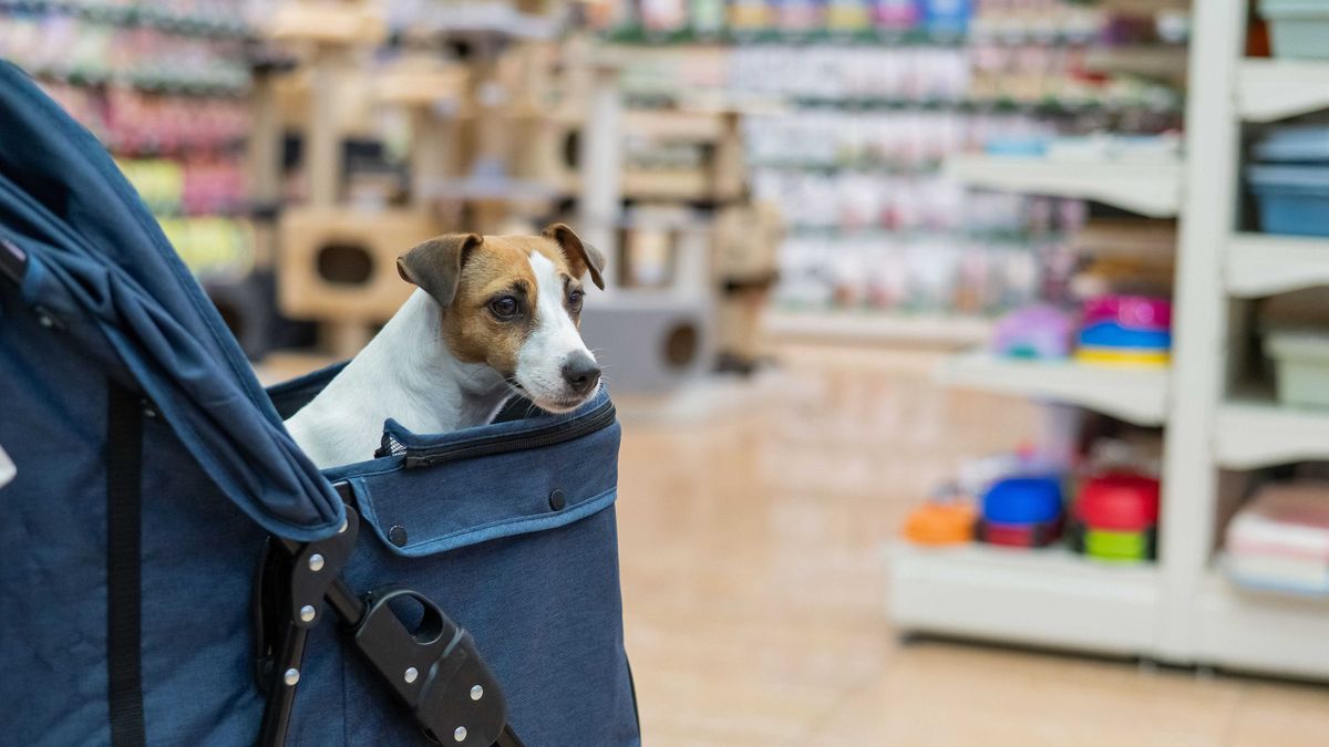 A growing trend of local ordinances banning the sale of commercially bred animals has put the issue on the state's legislative agenda, brewing a discussion about a statewide ban.