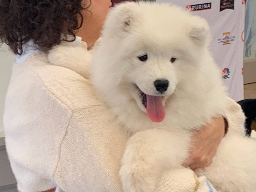 A handler holds a dog that will compete in the Kennel Club of Philadelphia