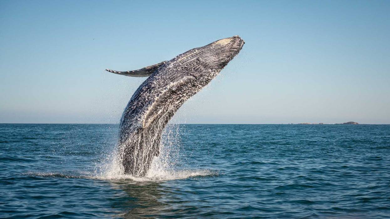 A happy whale breaches in the pacific ocean