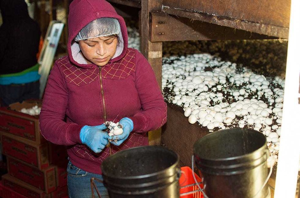 A harvester picking mushrooms.