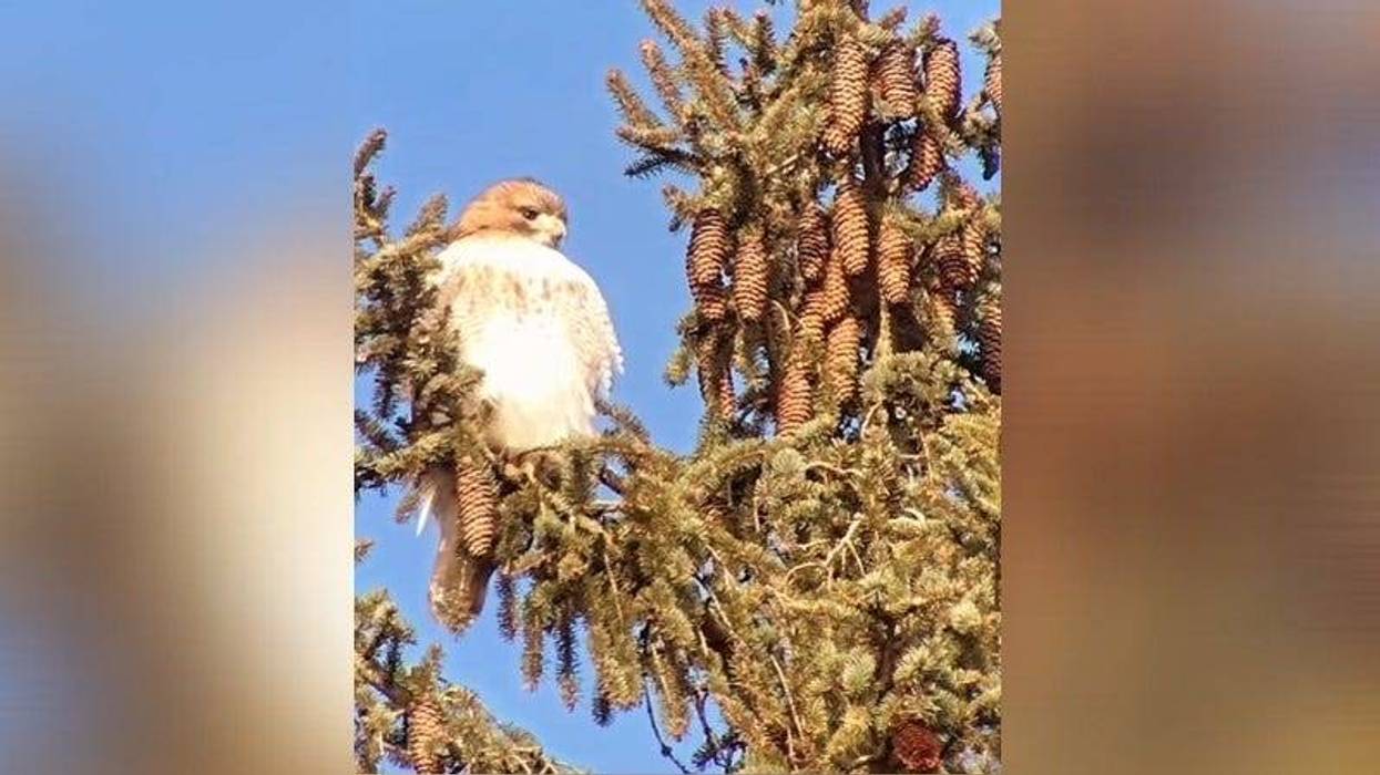 A hawk spotted Wednesday at Washington Crossing Historic Park during the National Audubon Society’s Christmas Bird Count.