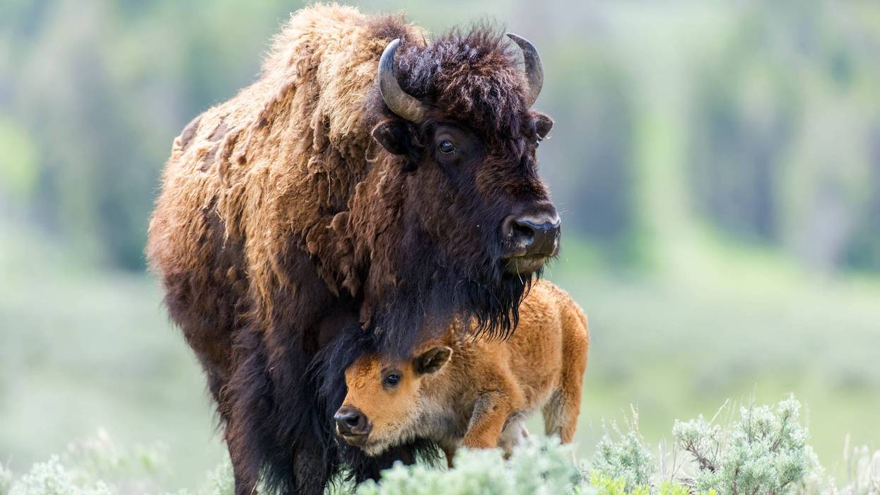 A herd of American bison are on their way from the Oakland Zoo to the Blackfeet Nation in Montana.