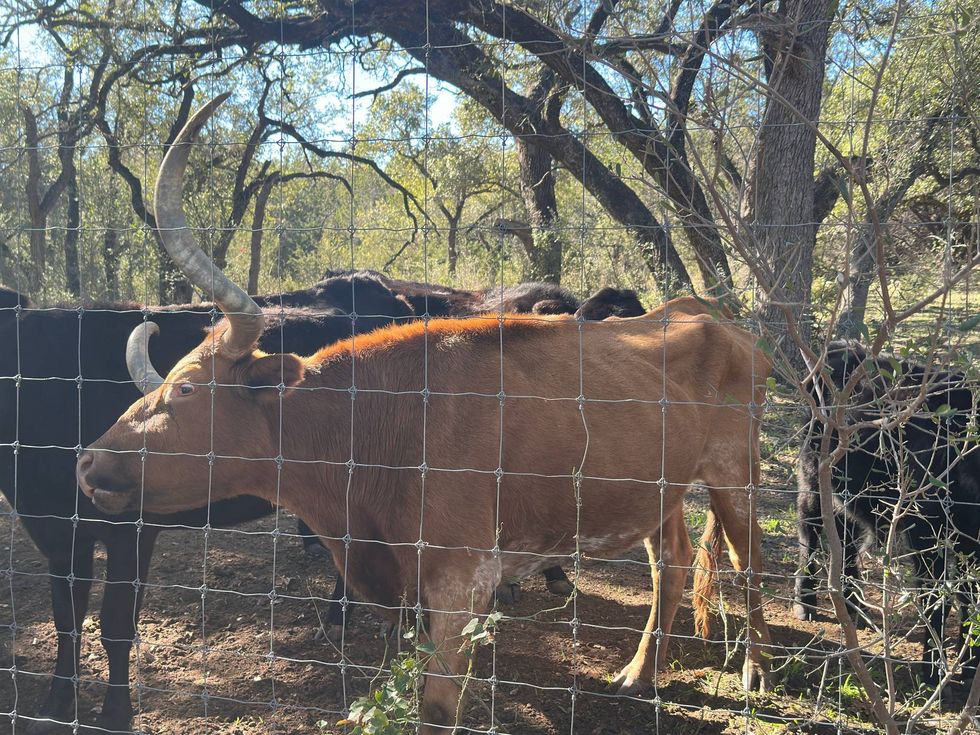 A herd of cattle stands in a pen, enclosed by a wooden fence, grazing peacefully under a clear sky.