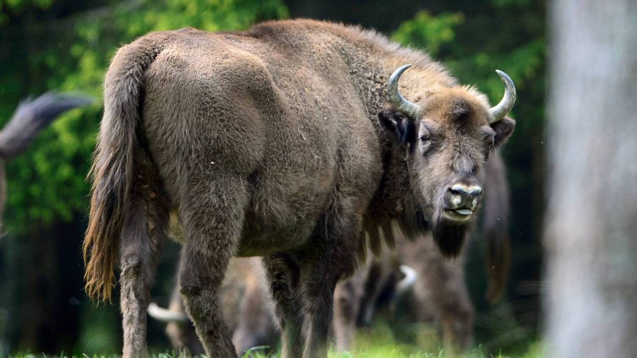 A herd of European bison roams through a forest in the Rothaargebirge mountain range on May 5, 2014 near Bad Berleburg, Germany.
