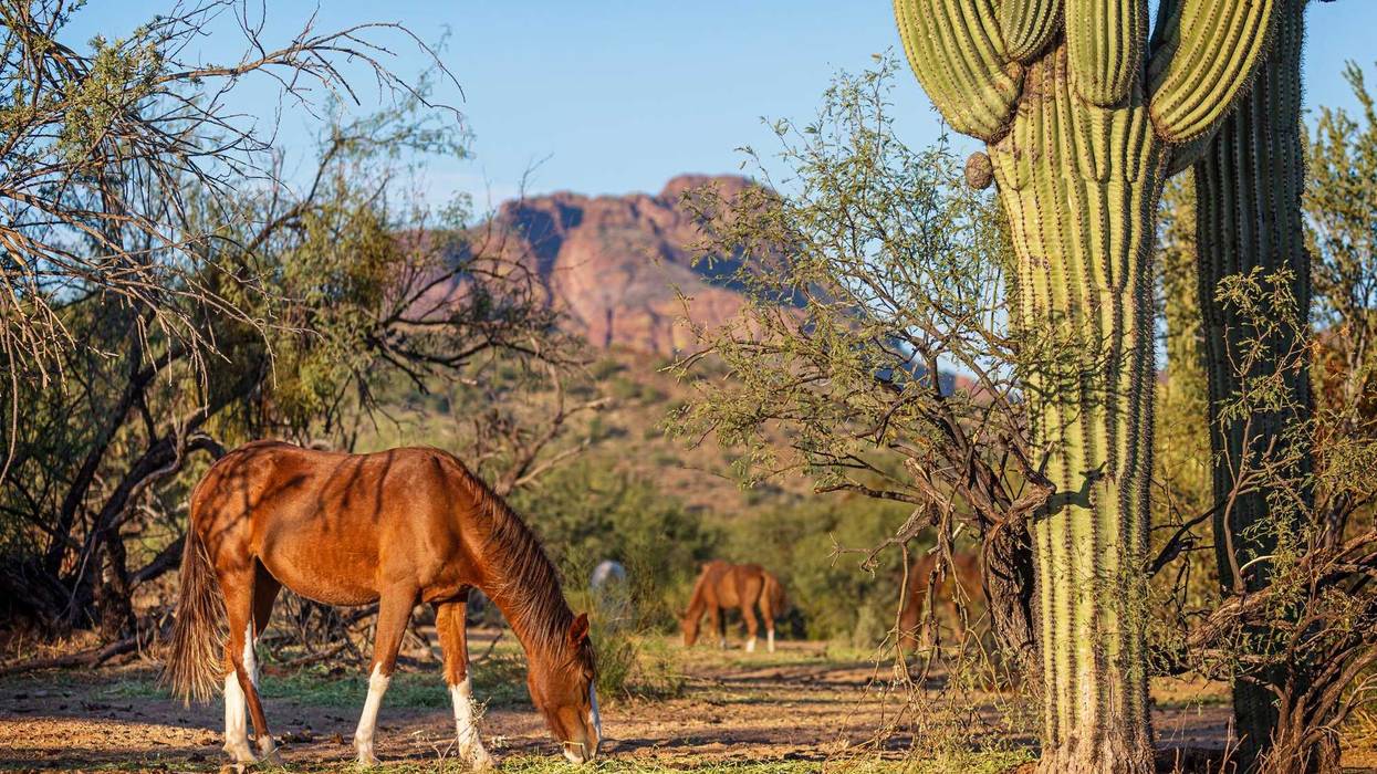 A herd of wild horses grazing.