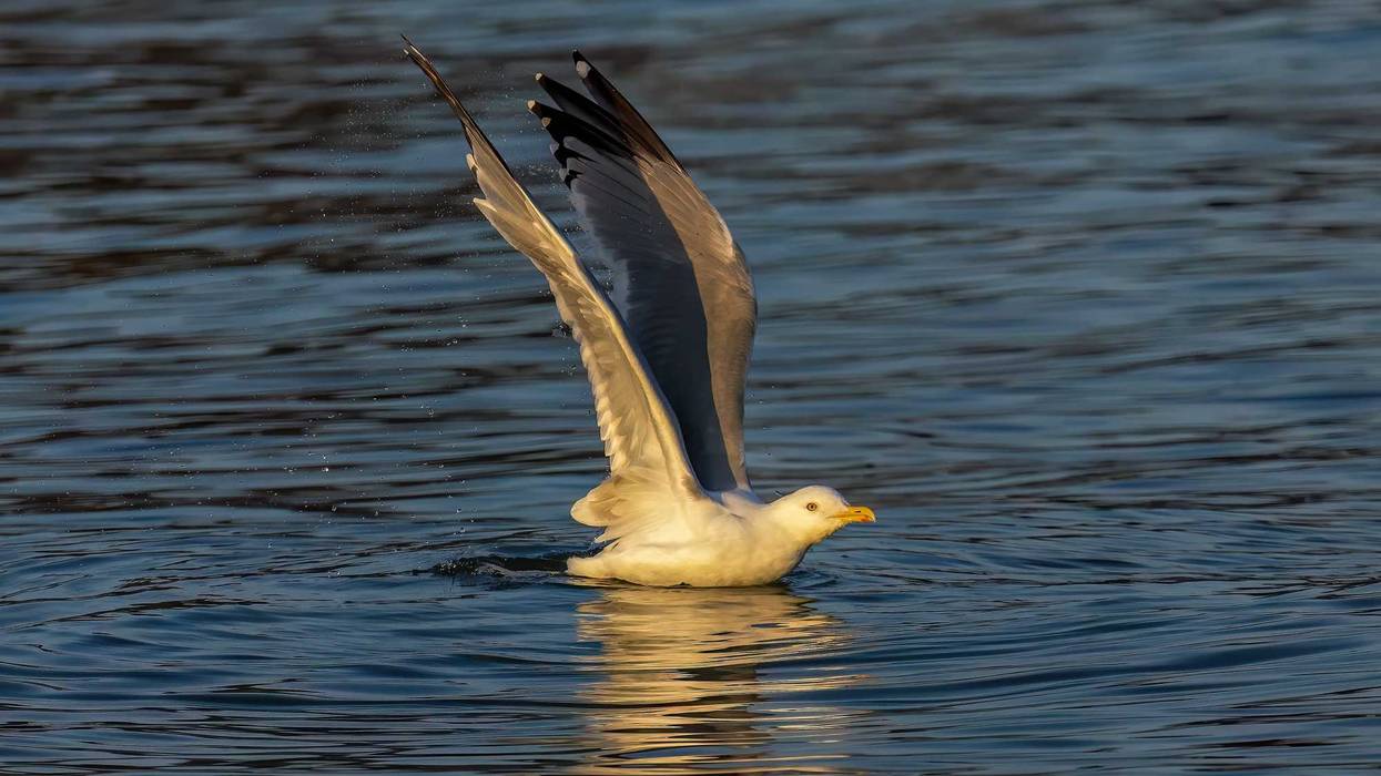 A herring gull (larus argentatus smithsonianus) on the Lake Michigan,
