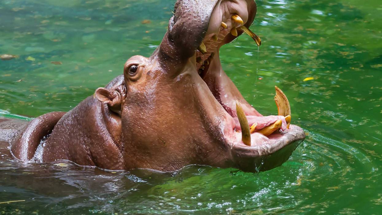 A hippo with its mouth open.
