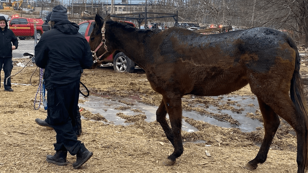 A horse trapped in a makeshift stable that caught fire has severe burn marks across its back.