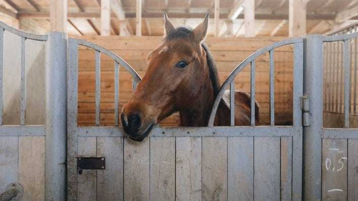 a horse