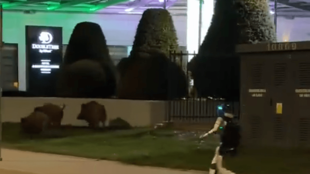 A humanoid robot nicknamed Edward Warchocki was filmed chasing a pack of wild boars across a parking lot in Warsaw, Poland, in footage that quickly went viral.