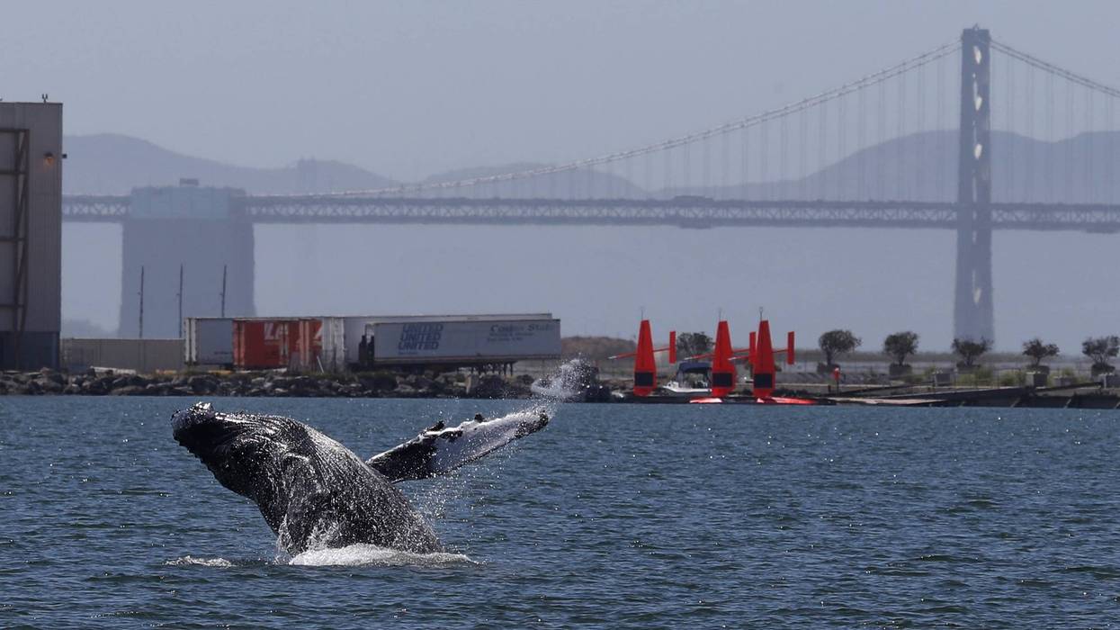 A humpback whale breaches in a lagoon on June 04, 2019 in Alameda, California.
