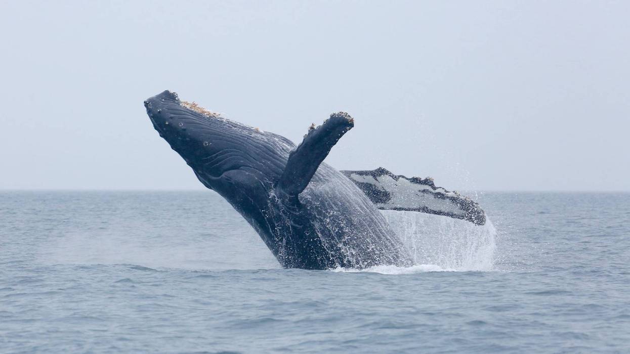 A humpback whale breaching in an undated photo.