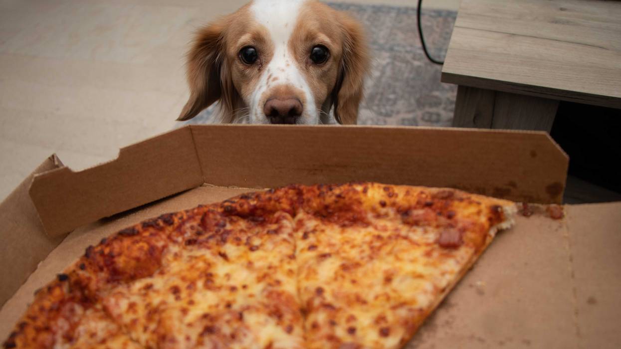 A jealous dog looks up at a pizza.