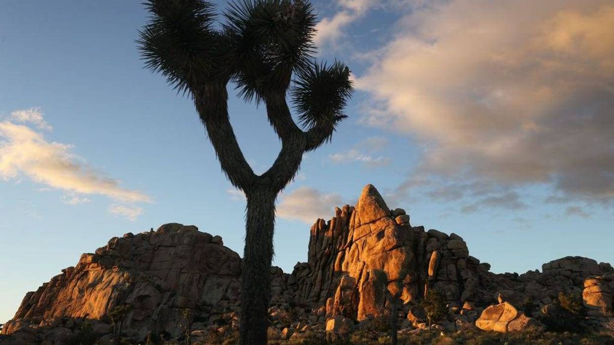 A Joshua tree stands in Joshua Tree National Park one day after the park reopened after being closed for two months due to the coronavirus pandemic on May 18, 2020 in Joshua Tree National Park, California. Trails, parking lots, and some camping facilities were open although visitors were scarce today as the spread of COVID-19 continues. (Photo by Mario Tama/Getty Images)