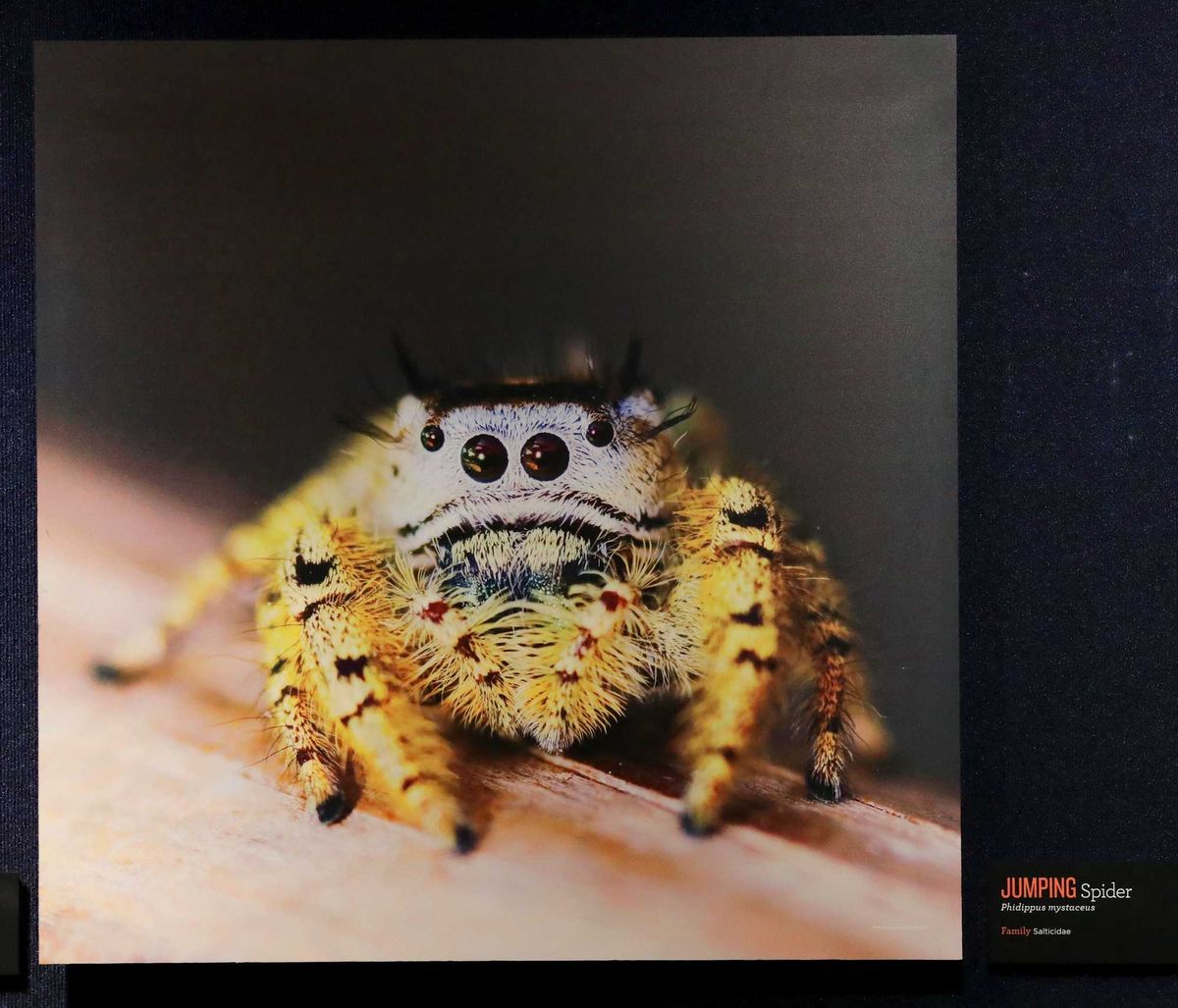 A jumping spider at the Spiders Alive! exhibit at the Milwaukee Public Museum