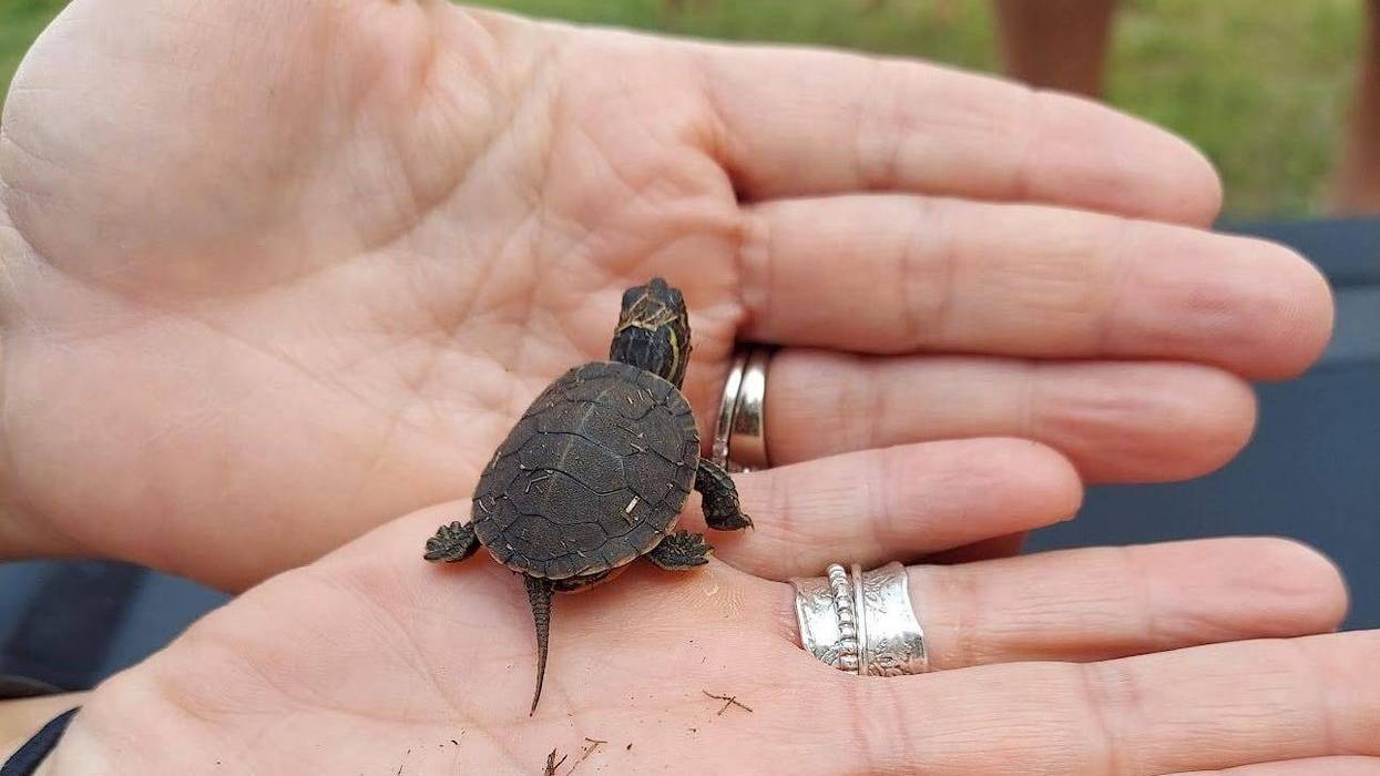 A Kane County resident holds a baby turtle.