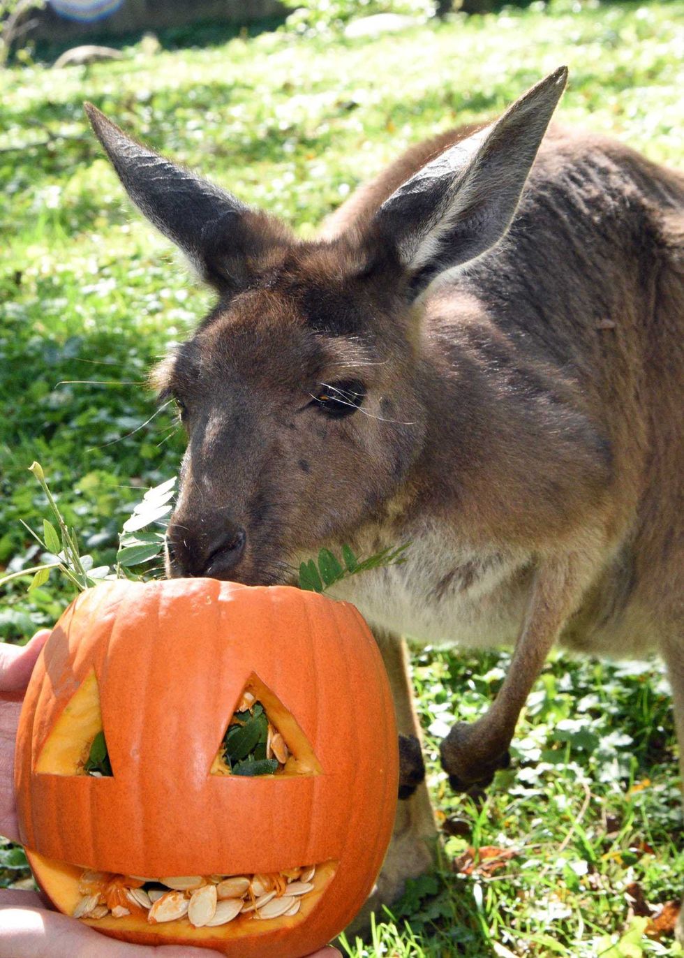 A kangaroo at Brookfield Zoo enjoys a seasonal treat\u2014a carved out pumpkin filled with seeds and leafy greens.