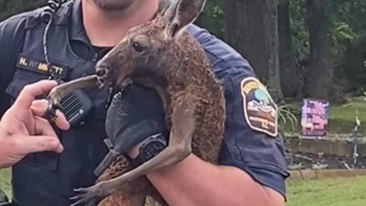 Escapee of a different sort corralled by Upstate deputies
