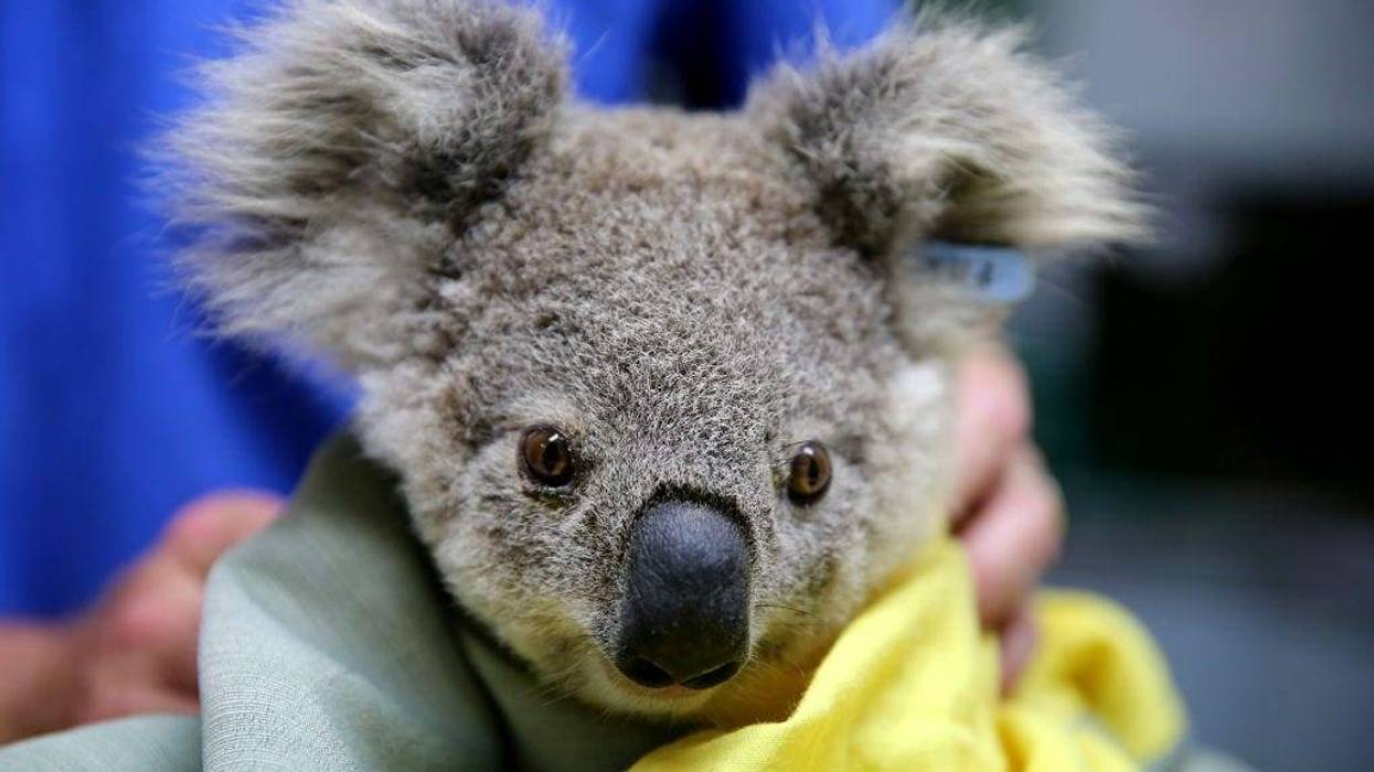 A koala named Pete from Pappinbarra at The Port Macquarie Koala Hospital on November 29, 2019 in Port Macquarie, Australia.
