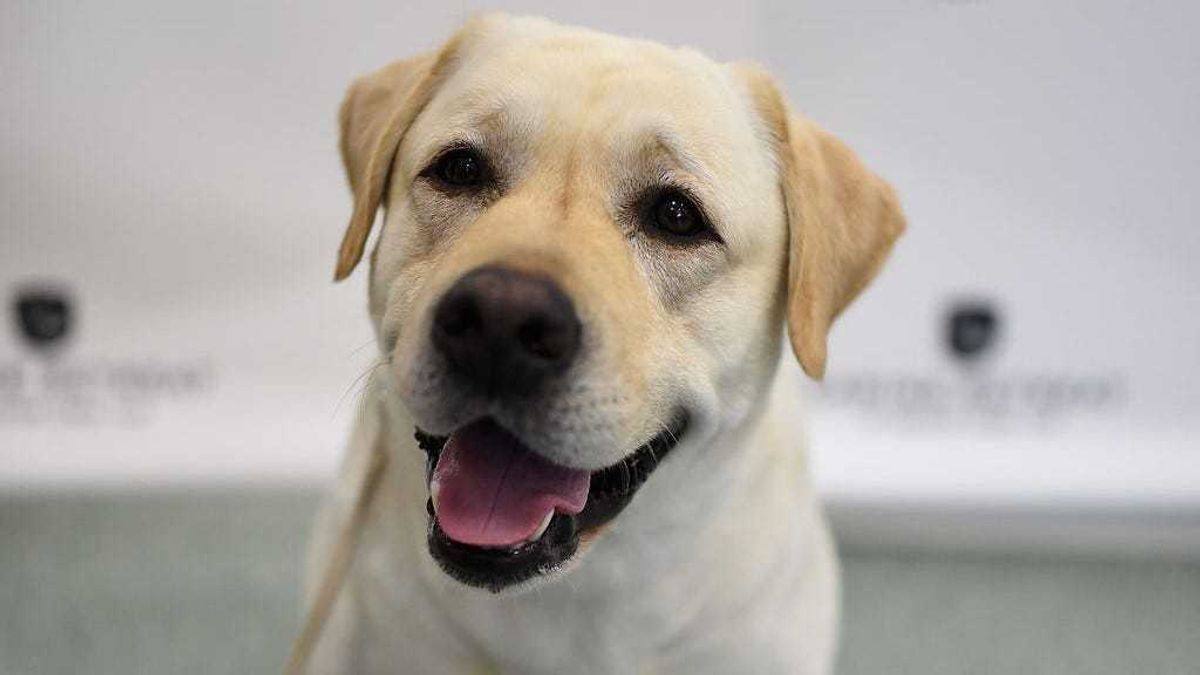 A Labrador Retriever, the number 1 most popular breed of 2016,is shown at The American Kennel Club Reveals The Most Popular Dog Breeds Of 2016 at AKC Canine Retreat on March 21, 2017 in New York City.