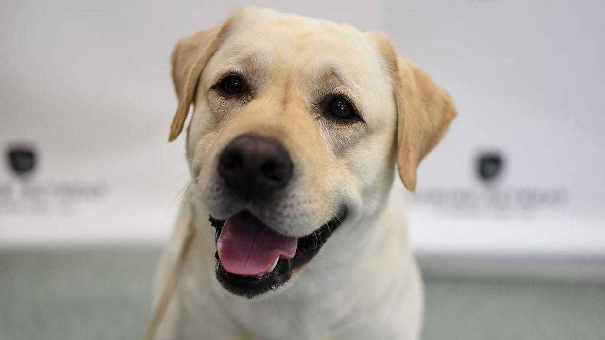 A Labrador Retriever, the number 1 most popular breed of 2016,is shown at The American Kennel Club Reveals The Most Popular Dog Breeds Of 2016 at AKC Canine Retreat on March 21, 2017 in New York City.