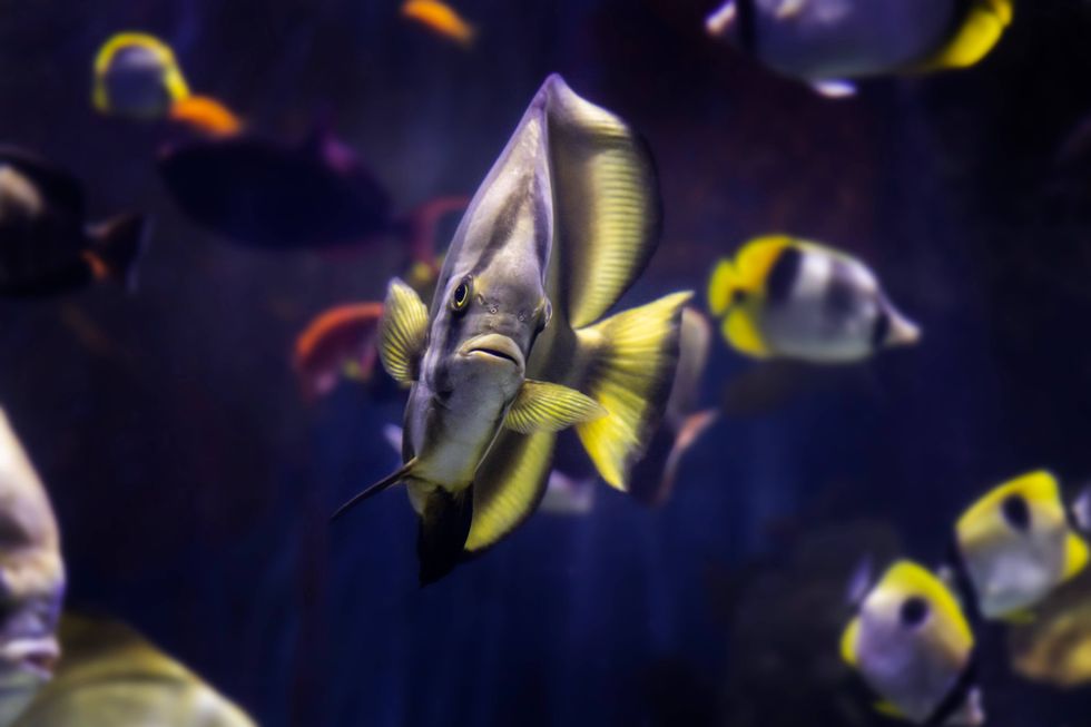 A large, silvery-yellow batfish swims through the Shedd