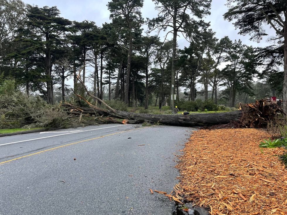 A large tree down across the road at the 25th Ave and Lincoln Ave entrance of Golden Gate Park.