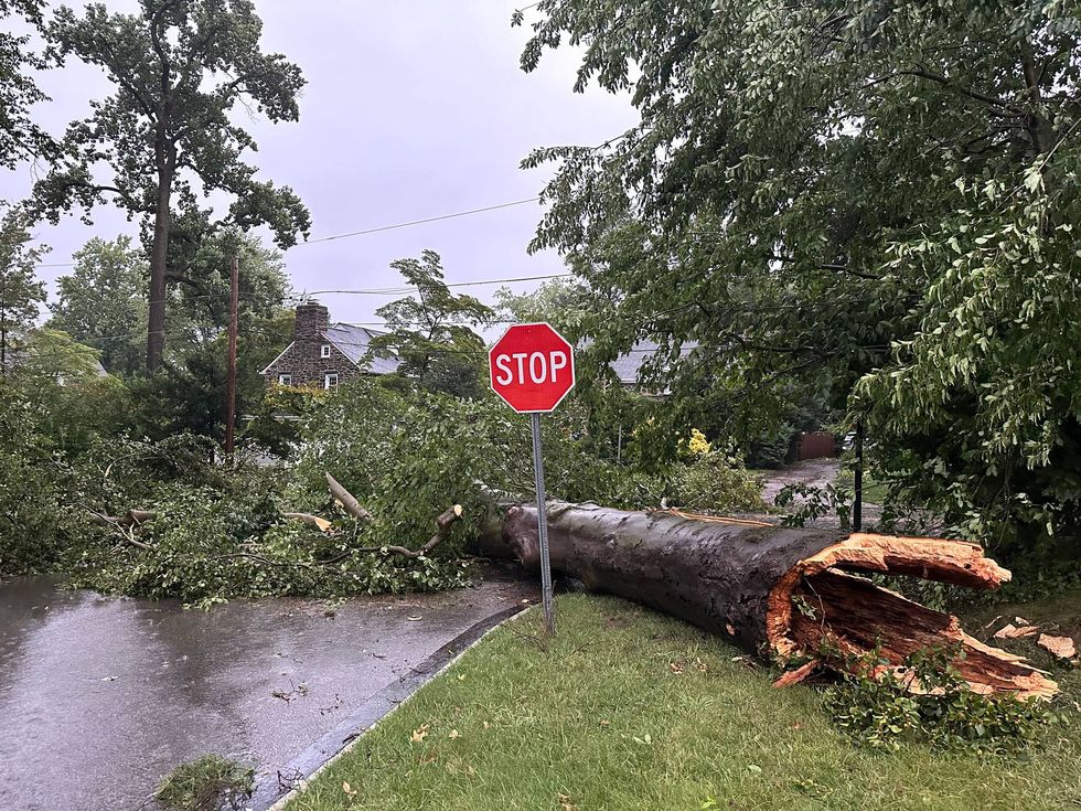 A large tree fell near Wynnewood Road and Bowman Avenue in Wynnewood, Montgomery County.