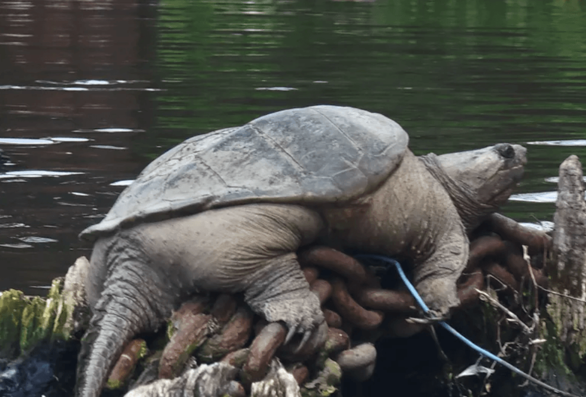 A large turtle affectionately known as "Chonkosaurus" was spotted on the Chicago River