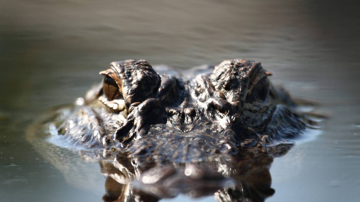 A lawful eviction took a bizarre turn for one bailiff and Detroit police officers on Friday when they went to notify a tenant, but found three other scaly and unruly residents in the home on the city's eastside.