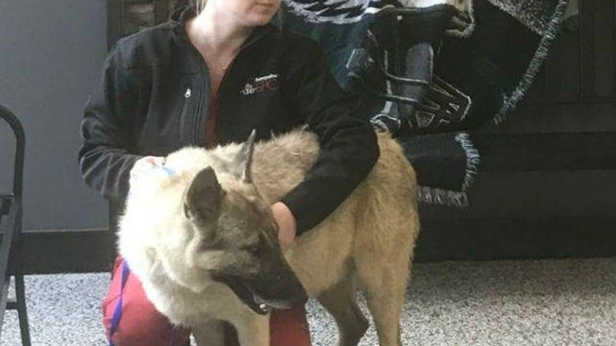 A local animal rescue extends its arms to help some furry four-legged friends from all the way down south.