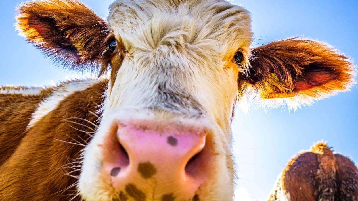 A loose cow on a West Michigan freeway caused traffic troubles on Friday morning