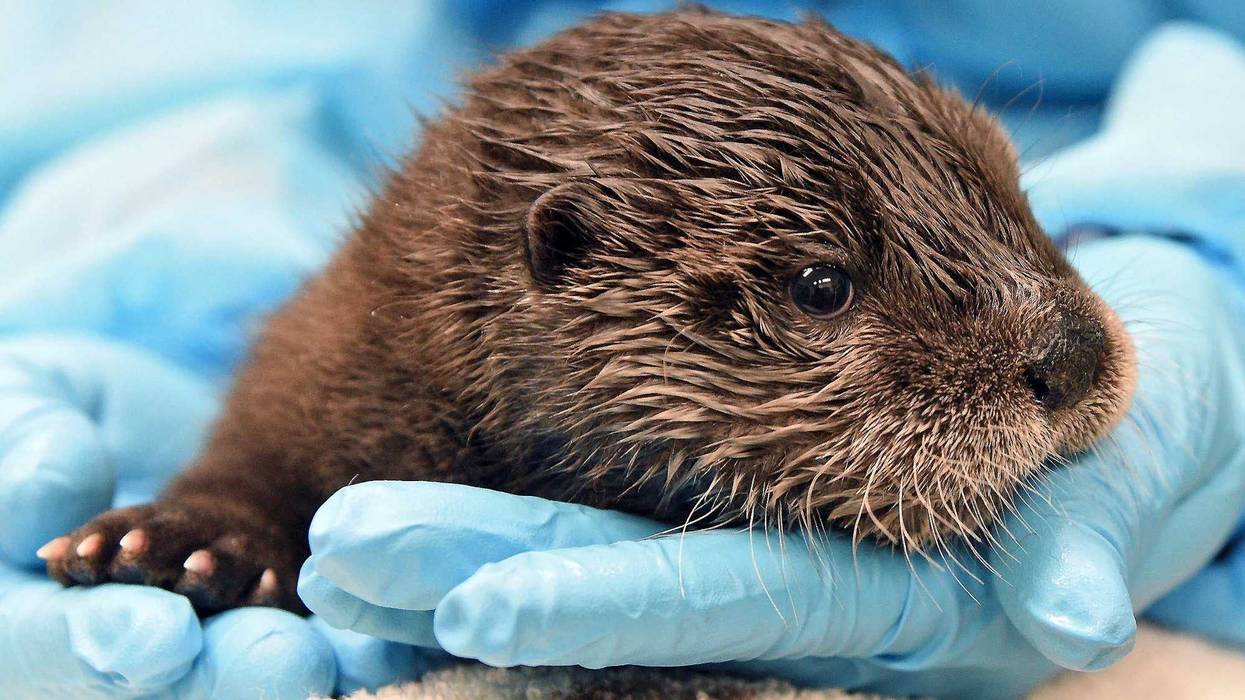 A male North American river otter pup born on February 26 is being hand-reared by Chicago Zoological Society veterinary staff.