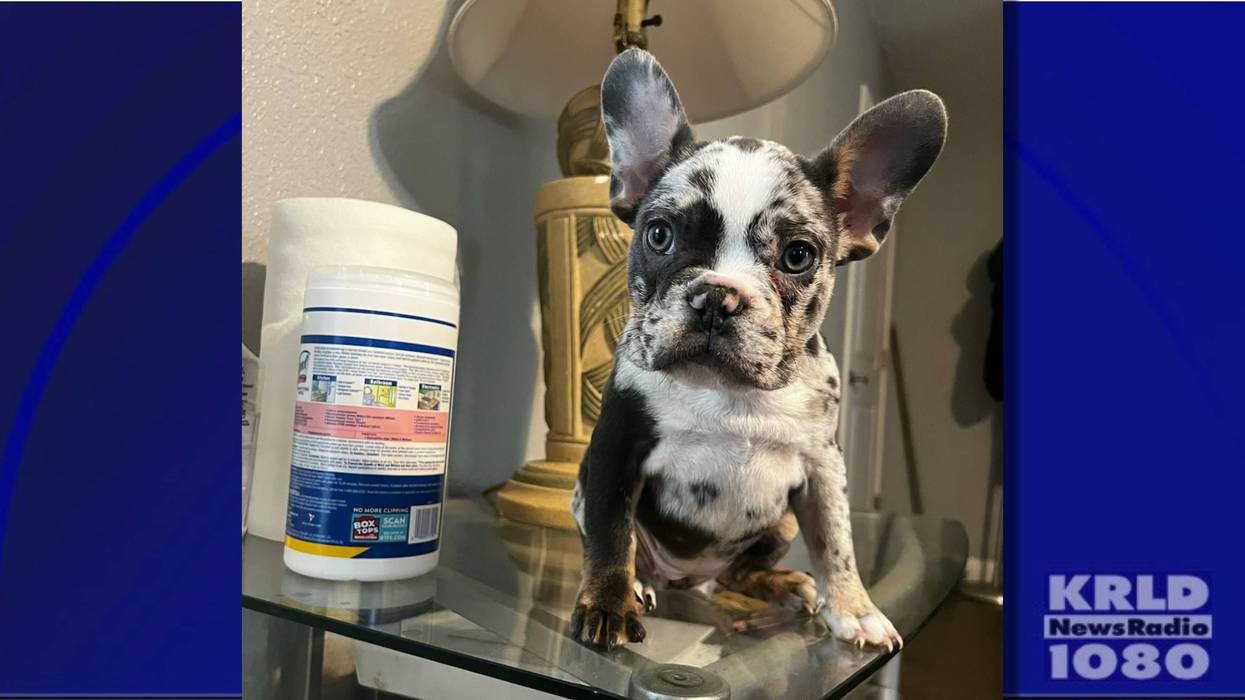 A Merle French Bulldog was taken Sunday from the 5200 block of Camino Verdes Boulevard, Arlington police say.