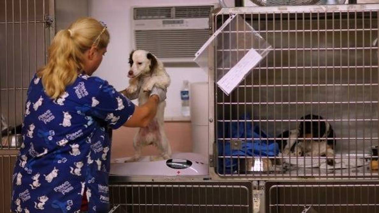 A Message From Riverside County Animal Shelters