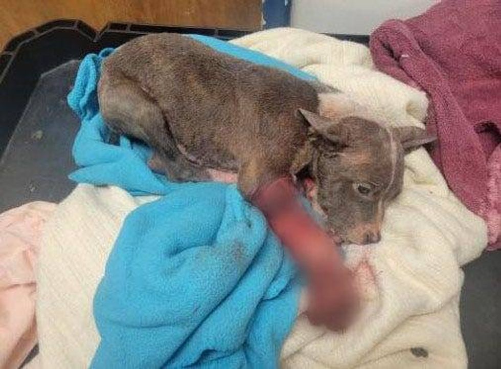 A Metro Detroit animal welfare organization is asking for financial support for a puppy fighting for his life after being found with gruesome injuries on the side of road.