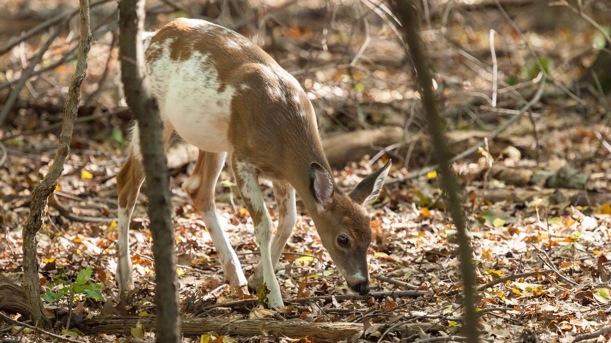 A Mid-Michigan woman was in for a rare sight after she spotted an unusual looking deer roaming near medical offices in Alma.