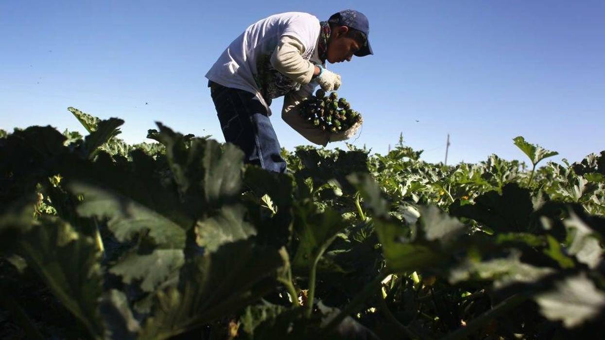 A migrant farm worker from Mexico harvests organic zucchini while working at the Grant Family Farms on September 3, 2010 in Wellington, Colorado.