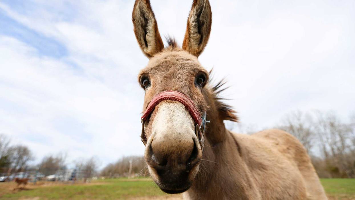 A mini donkey at Panther Creek Rescue on Thursday, March 26, 2020. Panther Creek Rescue is a farm animal rescue that takes in and rehomes anything from horses and pigs to goats and chickens. Tanimal Rescue00082