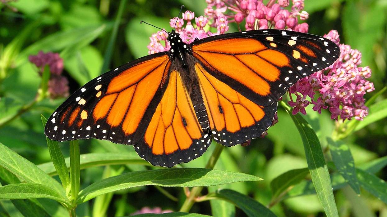 A monarch butterfly.