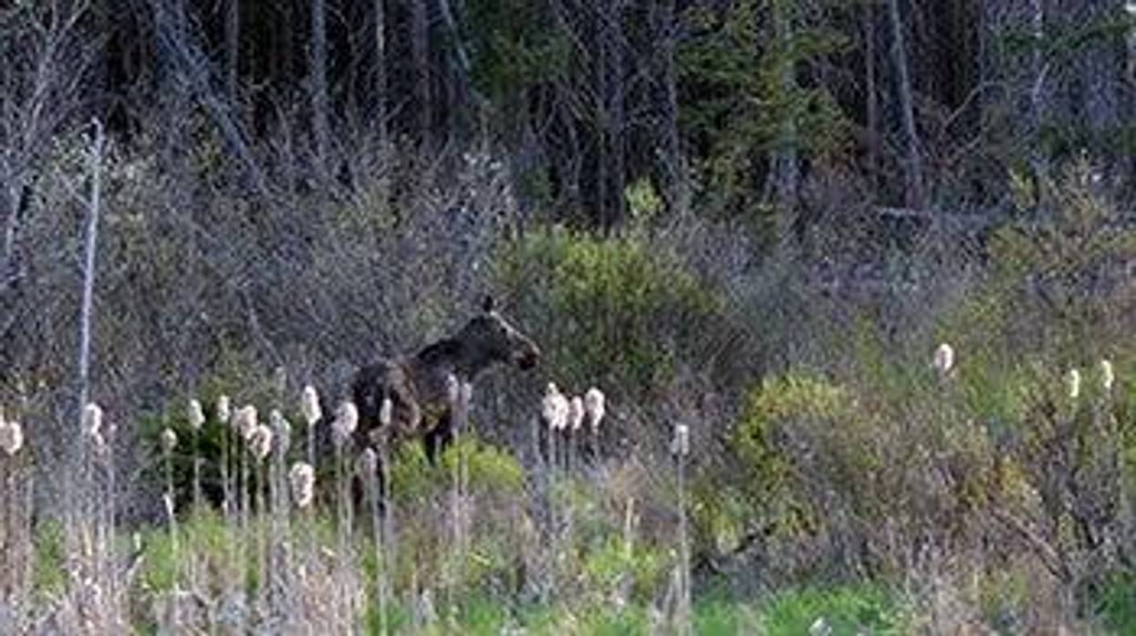 A moose stands in a wetland area alongside U.S. Highway 41 in Marquette County