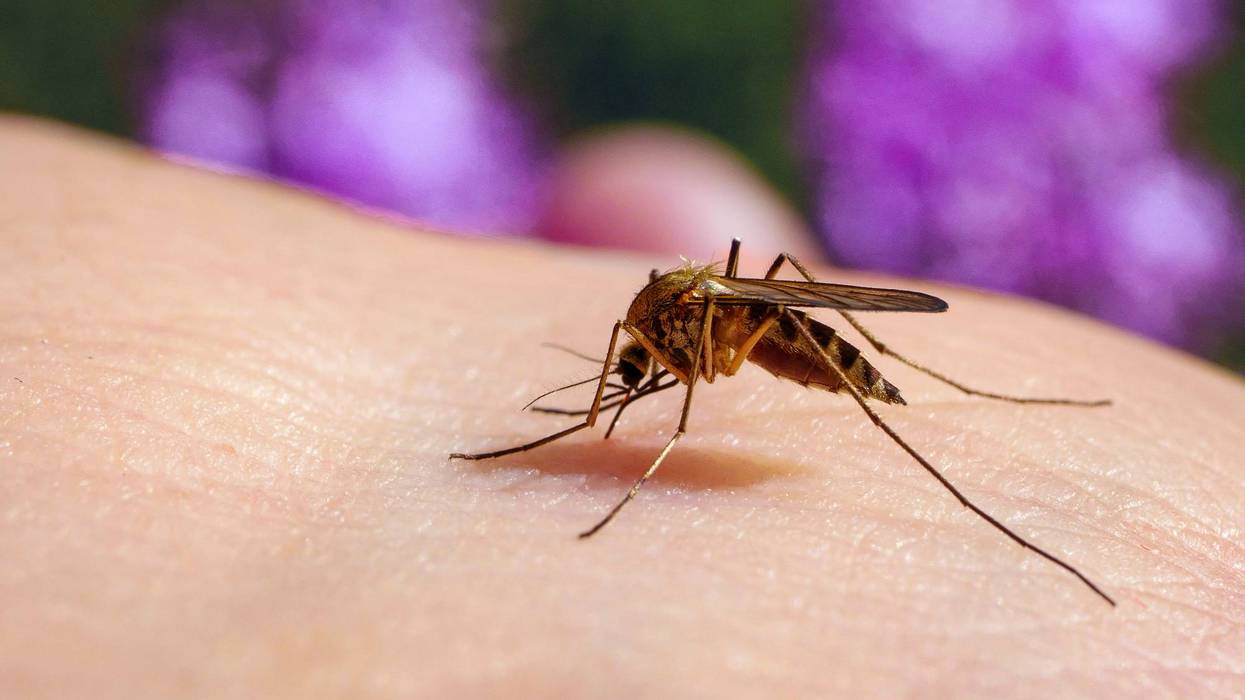 A mosquito takes a bite out of a human's arm.