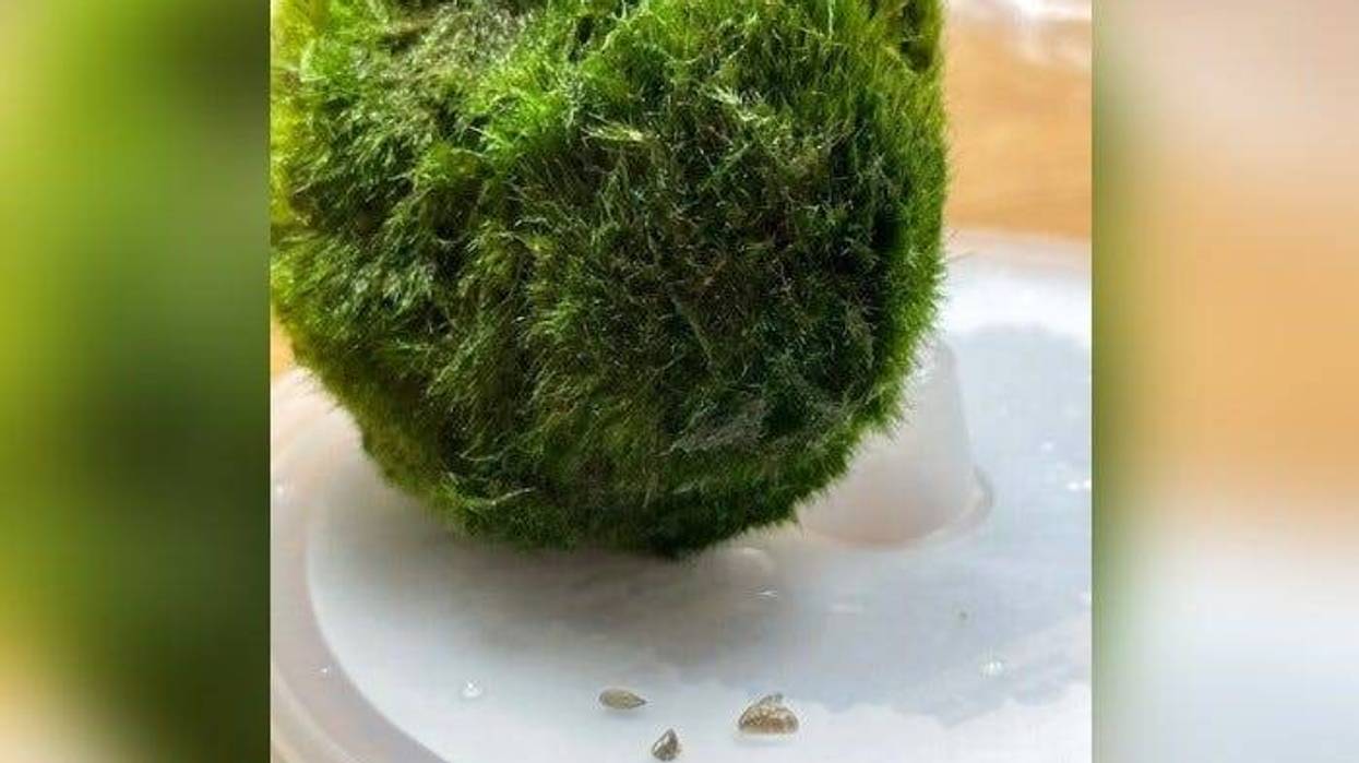 A moss ball along with invasive zebra mussels. Authorities urge aquarium owners to destroy the mussels, but not to dump moss balls.