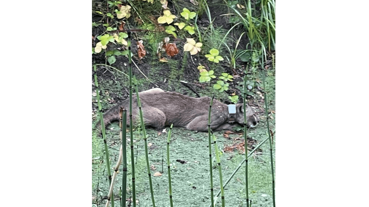 A mountain lion caused two Rohnert Park middle schools to go on lockdown on Monday morning.