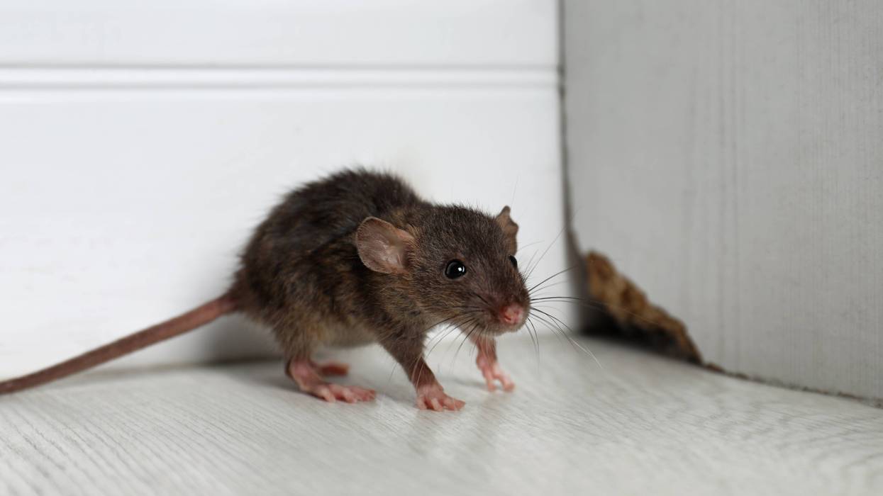 A mouse sits in a corner next to a hole in the wall.