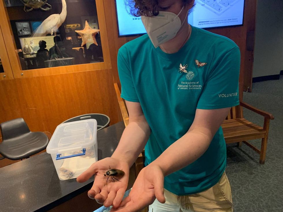 A museum volunteer handles one of the "Roach Race 500" competitors, a roach.
