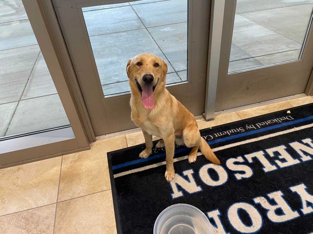 A mysterious and friendly dog that found its way to the Byron Nelson High School campus in Trophy Club, Texas, Monday.
